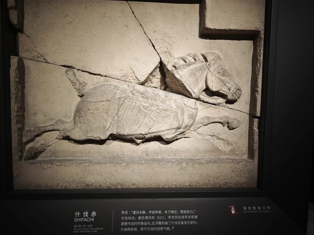 The Shifachi relief spotlit in a dark recess, with a bilingual label reading 什伐赤 SHIFACHI and a no-touching roundel to the right.