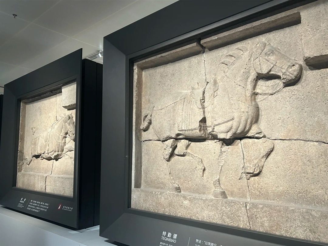 Two Zhaoling steed reliefs mounted open on the gallery wall without glass, the near one labelled 特勤骠 TEQINBIAO, cracked across and repaired.