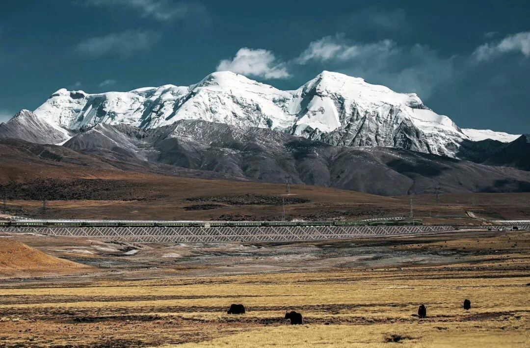 A train crossing the Qinghai-Tibet plateau on an elevated viaduct below snow-capped mountains, with yaks grazing on golden grassland