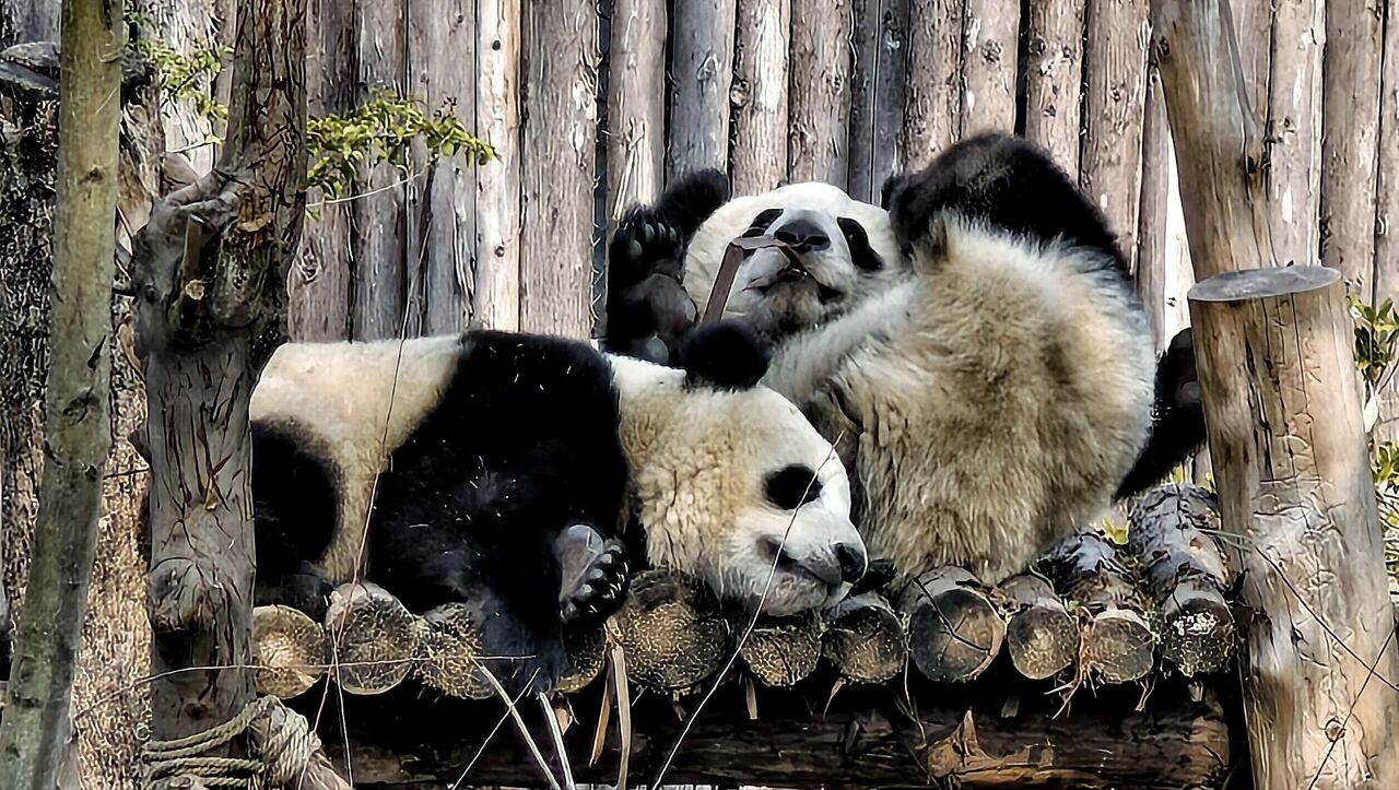 Two giant pandas lounging on a wooden platform at the Chengdu panda base, one on its back chewing bamboo.