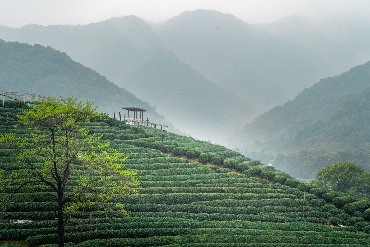 Terraced tea fields in morning mist, with a wooden viewing deck and distant hills.