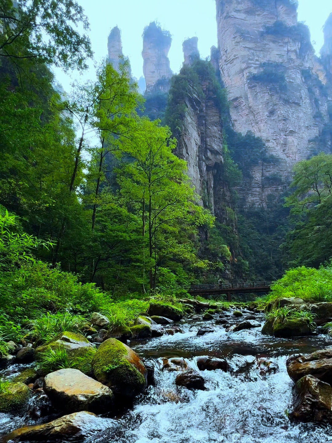 A clear stream cascading over mossy rocks on the Golden Whip Stream trail, with a small footbridge and quartz-sandstone pillars rising behind, Zhangjiajie.
