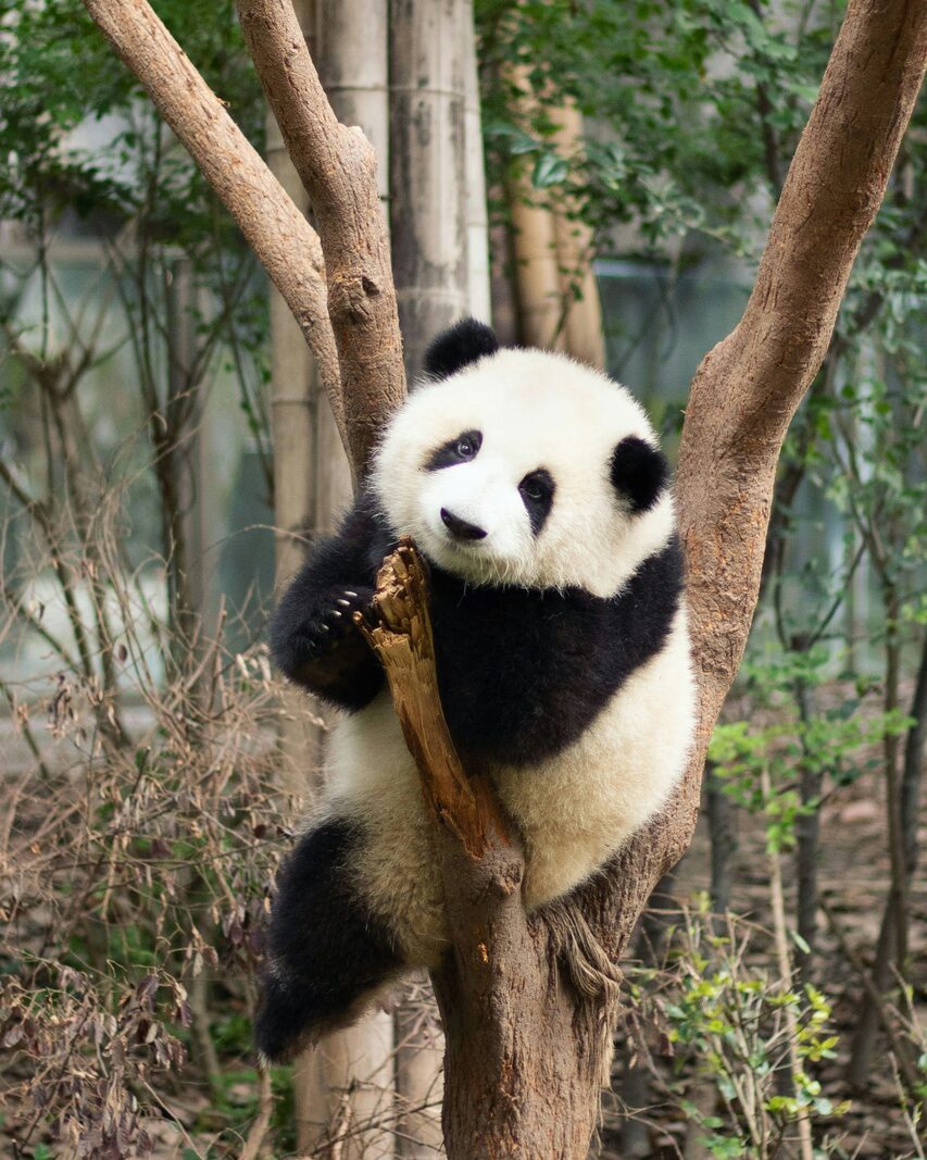 Giant panda eating bamboo at a research base in Chengdu, Sichuan.