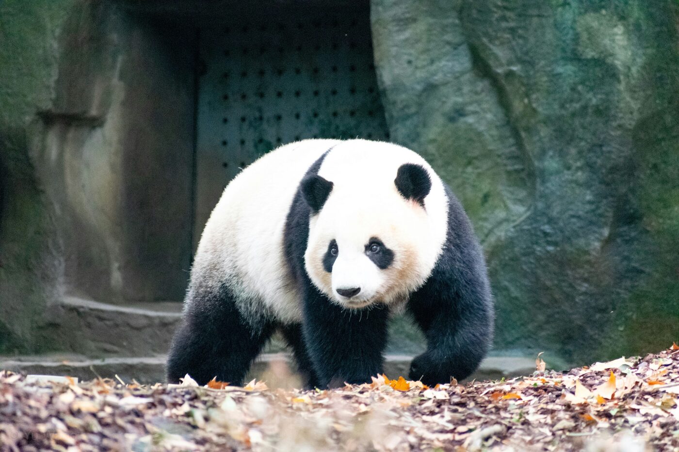 A giant panda walking in front of a stone enclosure den at a breeding base near Chengdu, Sichuan.