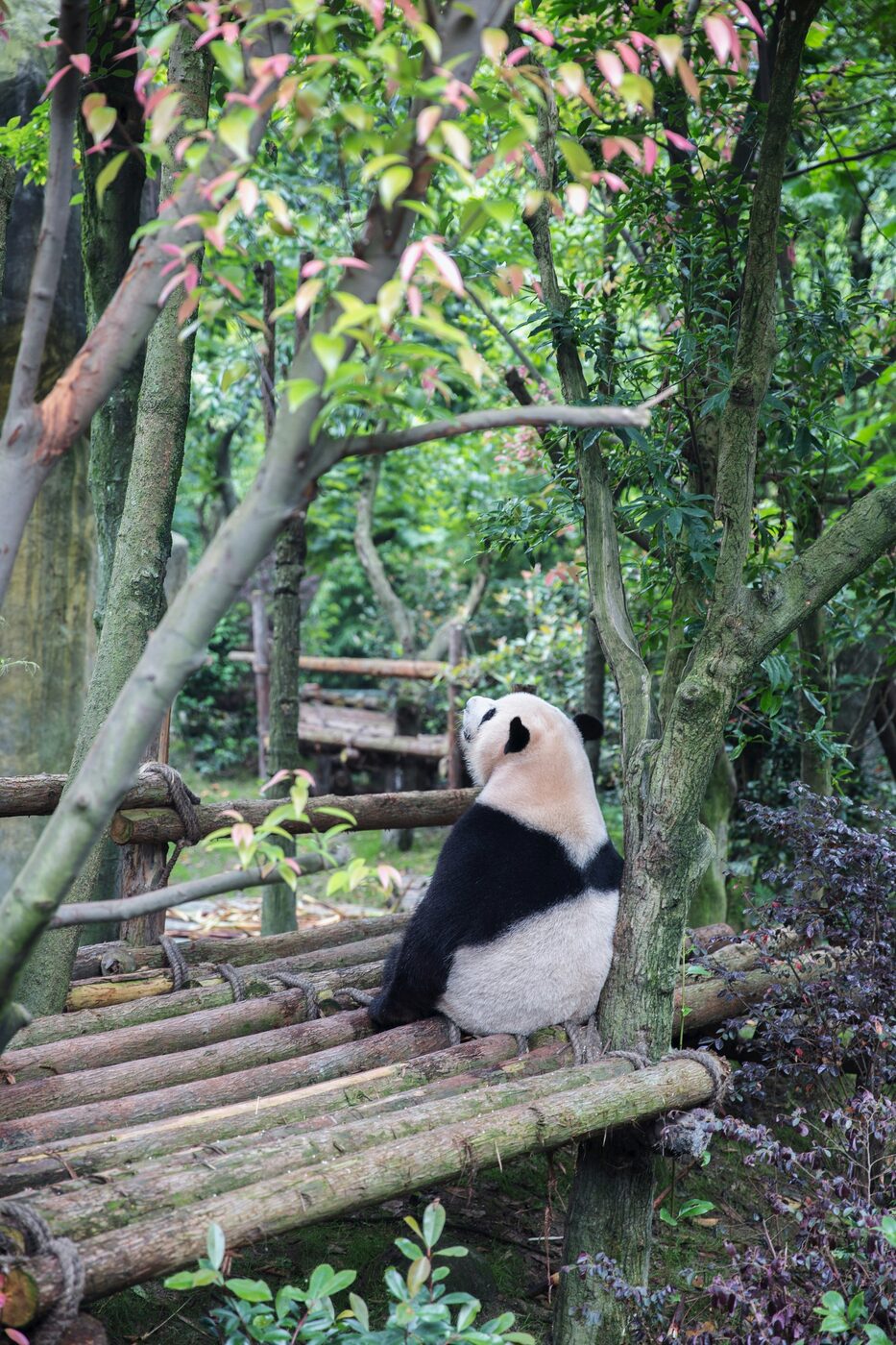 A giant panda sitting on a wooden climbing platform in a green enclosure at a Sichuan panda base.